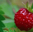 鹤壁一公园竟然长了这么多“野草莓”？ 当心有毒 - 河南一百度