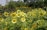 郑州植物园黑色向日葵绽放 市民可免费观赏 - 新浪河南