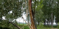 雨中一声惊雷响 周口1.6米粗杨树被劈成碎片 - 新浪河南
