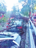 郑州大学路一棵大树突然倒下 两辆轿车稀里糊涂被砸 - 河南一百度