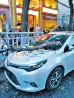 郑州大学路一棵大树突然倒下 两辆轿车稀里糊涂被砸 - 河南一百度