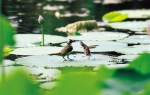 郑州北湖湿地公园 吸引大量水鸟来此繁衍生息 - 新浪河南