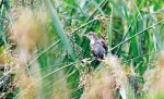 郑州北湖湿地公园 吸引大量水鸟来此繁衍生息 - 新浪河南