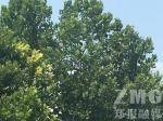 郑州男子爬上法桐树顶6小时劝不下来 最后掉下来 - 新浪河南
