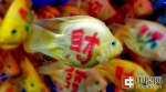 郑州:金鱼身体惨遭刻字 被纹身后变身"发财鱼" - 河南一百度