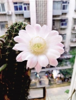 惊喜！郑州市民一盆仙人球养16年 一次开出13朵花 - 河南一百度