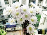 郑州市民家中仙人球开出13朵花 专家：不多见 - 新浪河南