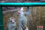 一只猕猴纵身扒着淋浴喷头亲水。 - 新浪河南