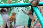 猕猴抓着淋浴喷头不松。 - 新浪河南