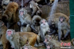 猕猴们集体冲澡，模样甚是享受。 - 新浪河南