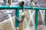 野生猕猴们感受淋浴带来的清凉。 （来源：中新网） - 新浪河南