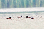 民权湿地公园迎来58只青头潜鸭 在全球仅存约500只 - 河南一百度