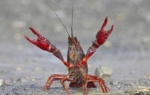 小龙虾“横行”德国柏林 德媒：“吃货”要坐不住了 - 河南频道新闻
