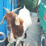 郑州市民养只山羊当宠物 街头溜达时被人牵走又找回 - 河南一百度
