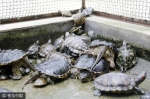 野生动物救助站"龟满为患" 多为市民弃养 - 河南一百度