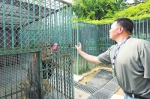 近距离体验 看郑州市动物园饲养员怎么养虎 - 河南一百度
