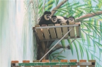 郑州动物园东非黑白疣猴见客 火烈鸟生下“河南宝宝” - 河南一百度