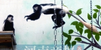 郑州动物园来了猴界“颜值担当” 黑白疣猴成新成员 - 河南一百度