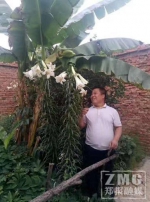 男子痴迷百合在自家院子种了600株 高的2米多 - 河南一百度