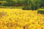 郑州植物园5万余株石蒜竞相开放 快来看看吧 - 河南一百度