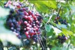 老人用一辈子积蓄包200亩地 种植葡萄没人买 - 河南一百度