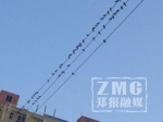 奇观！郑州一群燕子电线上"开会",市民：至少有一千只 - 河南一百度