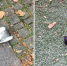 纽约男子在公园内捉住鸽子扯开两段吸血 - 河南频道新闻