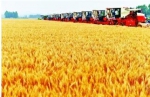 一粒小麦变身500种产品 透视粮食产业转型升级新路径 - 河南频道新闻