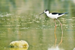 河南省内众多湿地公园成了鸟类天堂 你知道都在哪吗？ - 河南一百度