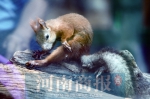 郑州市动物园迎来了新朋友：雪地松鼠、尖嘴浣熊 - 河南一百度