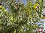 北方多地迎下半年首场降雪 气温骤降 - 郑州广播在线