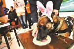 北京市公安局办警犬集体生日会 吃特制蛋糕卖萌 - 河南频道新闻