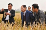 袁隆平团队是如何创水稻亩产纪录的？ - 河南频道新闻