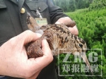 郑州湿地公园发现一只鹬鸟 被热心人救下 - 新浪河南