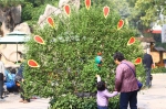 郑州市人民公园金秋菊展开幕，等你来玩儿！ - 河南一百度