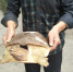 郑州男子黄河中钓出罕见14斤老鳖 救助后将其放生 - 河南一百度