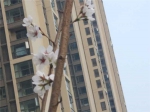 秋来百花谢，为何郑州数十棵樱花树突然开花？ - 河南一百度
