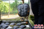 郑州野生动物救护站"龟满为患" 呼吁爱心人士援建暖房 - 河南一百度