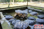 郑州野生动物救护站"龟满为患" 呼吁爱心人士援建暖房 - 河南一百度