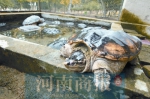 郑州野生动物救护站被近百只龟“挤爆”了 放不放都难 - 河南一百度