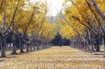 正是银杏泛黄时，郑州周边最全赏银杏指南，错过再等一年！ - 河南一百度