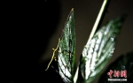 “世界最大昆虫”中国巨型竹节虫首产卵成功孵化 - 河南频道新闻