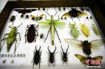 “世界最大昆虫”中国巨型竹节虫首产卵成功孵化 - 河南频道新闻