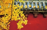 嵩山少林寺 千年银杏最美的刹那 - 河南一百度
