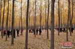 雄安新区最美杨树林走红朋友圈 - 河南频道新闻