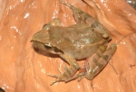 河南大学赵海鹏博士发现蛙类新种：栾川林蛙 - 河南一百度