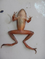 河南大学赵海鹏博士发现蛙类新种：栾川林蛙 - 河南一百度