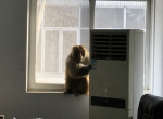 想当白领?大猴儿闯入郑州一办公室,几个大汉也奈何不了它 - 河南一百度