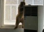 想当白领?大猴儿闯入郑州一办公室,几个大汉也奈何不了它 - 河南一百度