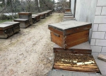 郑州老人养蜂47年,迁老宅百余箱蜜蜂和七千斤蜂蜜难安放 - 河南一百度